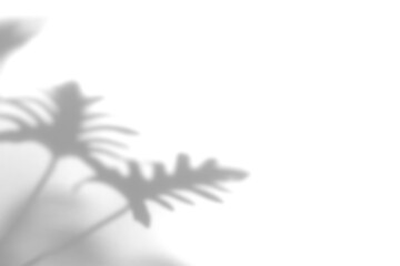 PNG Leaf shadow effect, transparent background