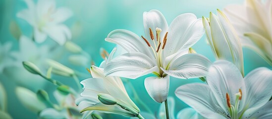Obraz premium White Easter Lily flowers in garden blooming with a turquoise background as Lilium Candidum flowers blossom in a sunny summer day with large white petals creating a copy space image