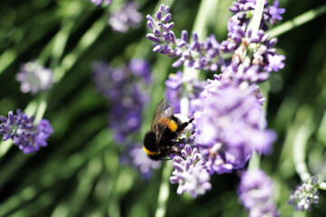 bee, flower, insect, nature, bumblebee, pollen, macro, animal, summer, lavender, fly, honey, plant, garden, flowers, purple, spring, blossom, closeup, bumble bee, pink, pollination, bug, 