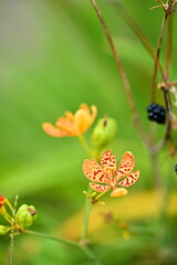 Iris tectorum, a perennial herb found across East Asia, including Taiwan, is admired for its vibrant blooms and medicinal rhizomes used to treat throat inflammation and other ailments.