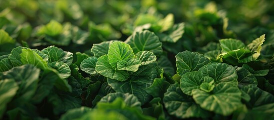 Lush green leaves on growing vegetable plants in the garden signal a promising harvest creating a picturesque scene for a copy space image