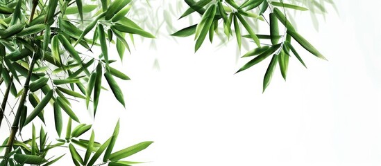 Fototapeta premium White background with bamboo leaves providing copy space image
