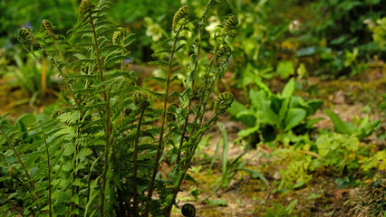Green fern leaves, natural floral fern in forest. Natural thickets, floral abstract background. Perfect natural fern pattern. Beautiful background made with young green fern leaves. Selective focus.
