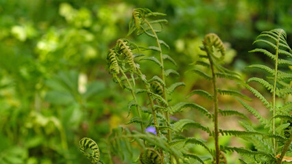 Young shoots of ferns illuminated by sunlight. Beautiful close-up view of fresh green young wild ferns plantation bud in spiral form with shallow depth of field in the forest. Selective focus.