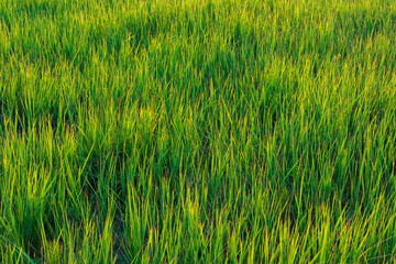 Green grass on the meadow in the yellow light of the rising sun. Natural background with vegetation, gold time