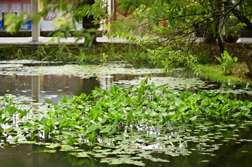 Aquatic plants and Nuphar thrive in a sunlit ecological pond. This blend of nature and human design helps purify water and serves as a living classroom for ecological observation.