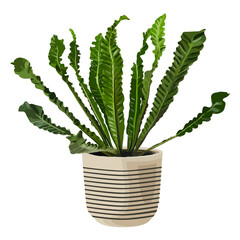 Obraz premium Plant PNG sticker, Bird's nest fern