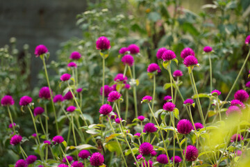 Fototapeta premium Button Flowers are available in various nurseries and flower gardens in Bangladesh.Button flowers bloom more in winter.These flowers without scent add beauty to the garden.