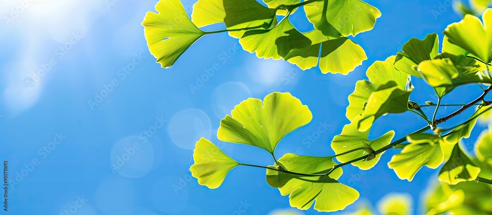 Poster bright green new leaves on a ginkgo tree create a vibrant image against a blue sky selective close u