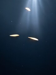 ufo in the night