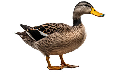duck