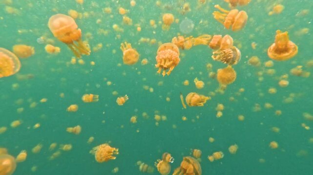 A video swimming with hundreds, even thousands of stingless jellyfish at Sohoton Cove in The Philippines. This incredible and popular place can be found a few hours by boat from Siargao Island.