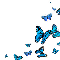 Png butterfly border transparent background