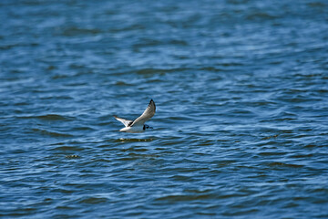 A kittiwake in flight over the sea