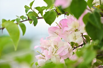 This vibrant pink Bougainvillea, photographed outdoors on a sunny day, is a common tropical ornamental plant native to South America, symbolizing resilience in China.