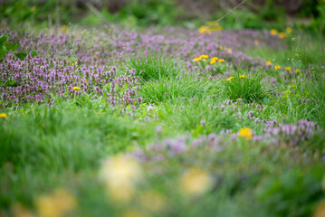 Fresh bright green grass in spring. Beautiful green grass, flowers blooming