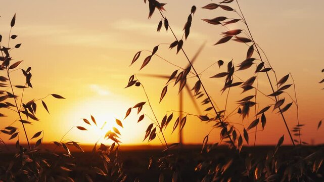 Golden spikelets of dry grass sway in wind in sunlight. Beautiful autumn in sun at sunset slow motion. Golden grass sways against blue sky. Nature panorama. Travel. Tourism