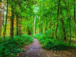 path in the forest landscape England UK
