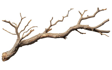 Fototapeta premium Dry tree branch isolated on white or transparent background