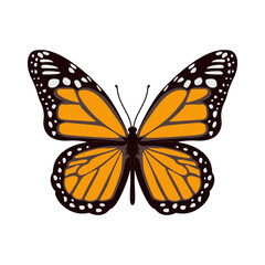 Hand drawn Butterfly illustration vector