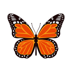 Hand drawn Butterfly illustration vector