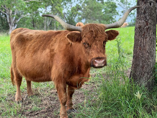 Closeup of a brown Highland Cow