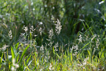 Grasses in the morning sun