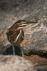 Green Heron on the rocks of the Lake Michigan Shore
