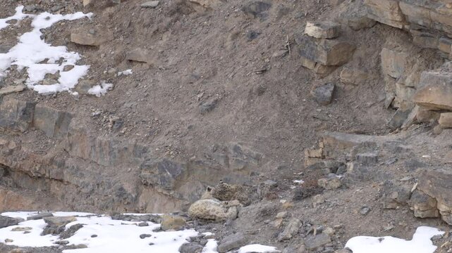 Snow leopard, Panthera uncia,  in rock habitat, wildlife nature. Snow leopard on stone in winter, sitting in the nature stone rocky mountain habitat, Spiti Valley, Himalayas in India. 