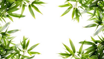 Naklejka premium Bamboo leaves isolated on white background with copy space for text