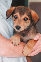 shy cute puppy is held on arm (rescue dog in Portugal)