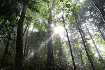 Obraz premium 霧に覆われた森の中で光が差し込む