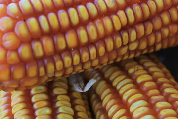 Ripe Dried Corn Cobs for Harvest and Agriculture Use