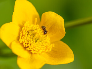 Sumpfdotterblume mit Ameise schräg von vorn, Nahaufnahme