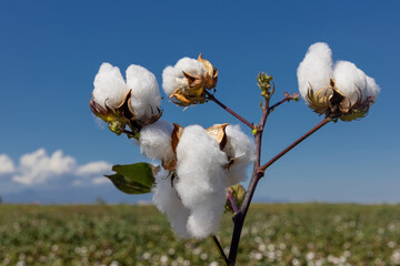 cotton field with white cotton buds.Cotton fields ready for harvest in Izmir - Menemen plain