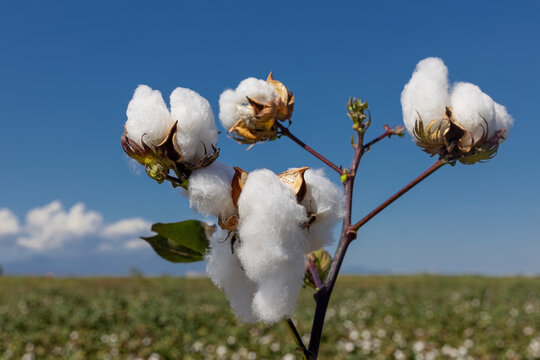 cotton field with white cotton buds.Cotton fields ready for harvest in Izmir - Menemen plain