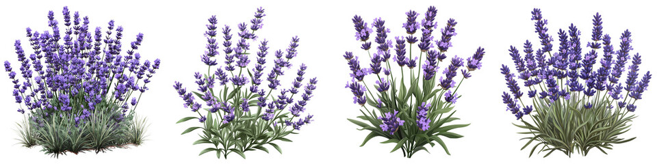 Fototapeta premium set of A Lavender flower bush, floral decoration for wedding or romance design elements isolated on a transparent background
