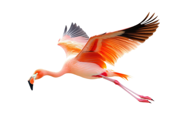 Flying pink flamingo bird isolated on white or transparent background
