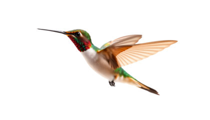 Colibri en plein vol