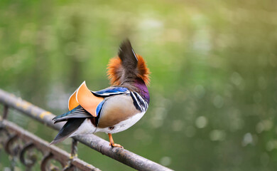 A beautiful male mandarin duck stands on a fence near the lake. Close-up photo. Nature and wild...