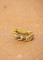 The frog sits on the sand on the shore of the lake. Beautiful wildlife landscape with place for text. The concept of protecting wildlife and ecology.