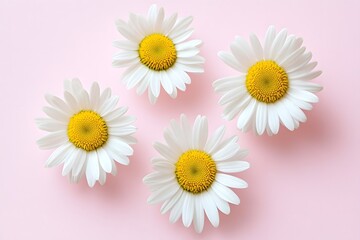 Obraz premium Daisy on a pink background
