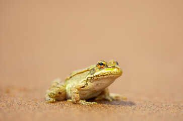The frog sits on the sand on the shore of the lake. Beautiful wildlife landscape with place for text. The concept of protecting wildlife and ecology.