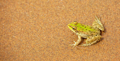 The frog sits on the sand on the shore of the lake. Beautiful wildlife landscape with place for text. The concept of protecting wildlife and ecology.