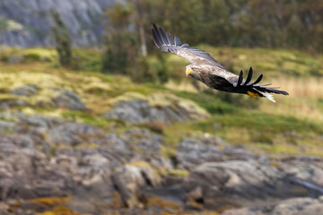 The White tailed Eagle in his natural habitat.