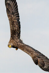 The White tailed Eagle in his natural habitat.
