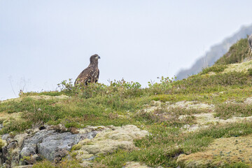 The White tailed Eagle in his natural habitat.