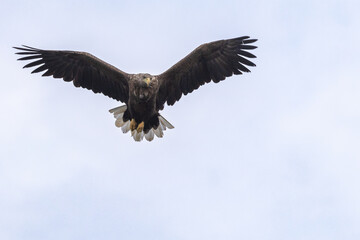 The White tailed Eagle in his natural habitat.
