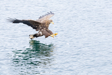 The White tailed Eagle in his natural habitat.