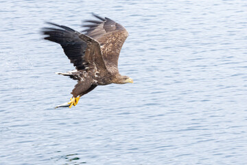 The White tailed Eagle in his natural habitat.